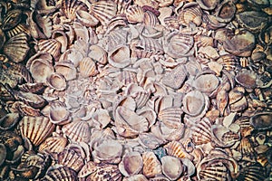 Vintage background with many shells lie on all over the soil. It's on a seashell island in Senegal, Africa. It is a natural