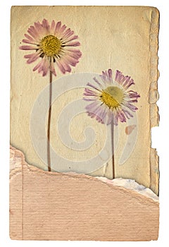 Vintage background of old paper texture with dry flowers