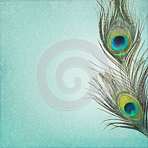 Vintage background with peacock feathers