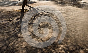 Vintage background of shadows of tree branches on the pavement