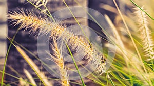 Vintage background wild grass flowers, nature beautiful