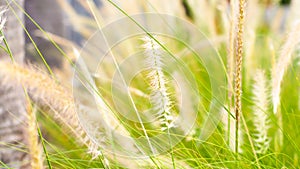 Vintage background wild grass flowers, nature beautiful