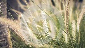 Vintage background wild grass flowers, nature beautiful