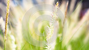 Vintage background wild grass flowers, nature beautiful