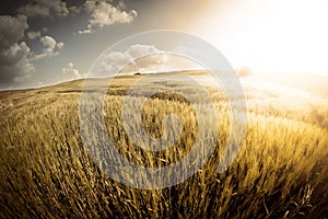 Vintage barley field.