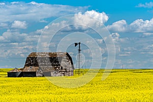 Vintage barn, bins and windmill in a swathed canola field under ominous dark skies photo