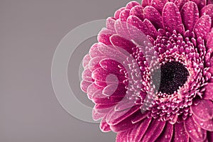 Vintage beautiful single gerbera daisy flower head in water drops. Greeting card for birthday, mother or womans day. Macro.
