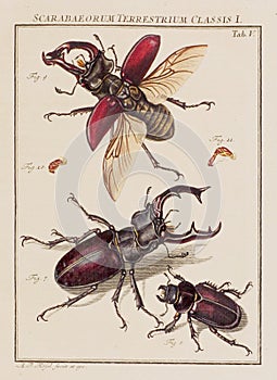Vintage Beetle illustration