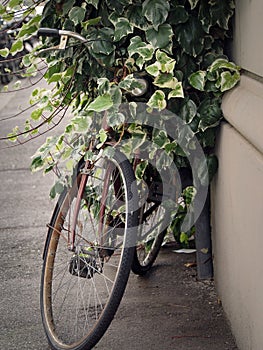 Vintage Bicycle Overgrown with Ivy