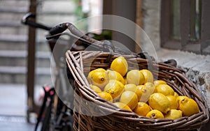 Vintage bicycle with wicker basket full of ripe yellow lemons.