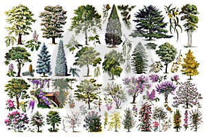 Vintage big collection of many different trees / Antique engraved illustration from from La Rousse XX Sciele