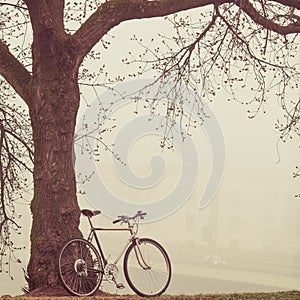 Vintage bike near tree in fog