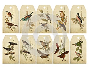 Vintage Birds on a Branch Gift Tags