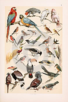 Vintage birds illustration. Natural History. Zoological Chart. Ca1890