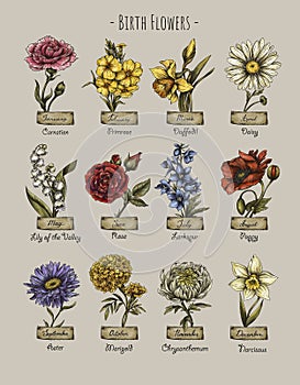 Vintage birth month flowers, Birth flowers, magic floral illustration