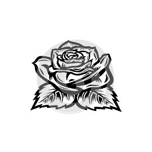 Vintage black and white blooming rose concept on white background isolated Floral botanical flower. Wild spring leaf wildflower