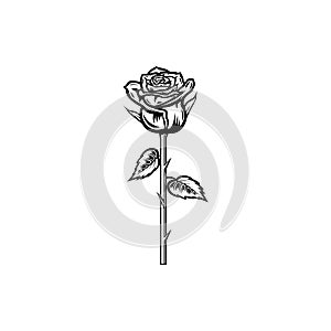 Vintage black and white blooming rose concept on white background isolated Floral botanical flower. Wild spring leaf wildflower