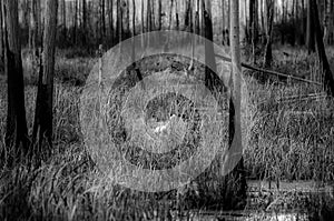 Vintage Black and White Okefenokee Cypress Swamp photograph with Great Egret bird, Georgia