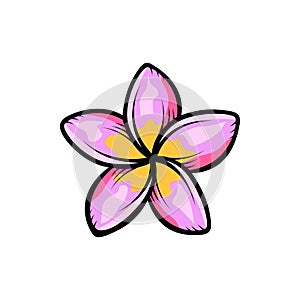 Vintage blooming plumeria flowers concept on white background isolated Floral tropical flower. Wild summer exotic leaf wildflower