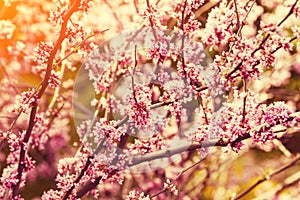 Vintage blossoming apple branch