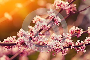 Vintage blossoming apple branch