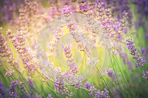 Vintage blossoming lavender on field at Sequim, Washington, USA