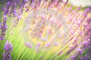 Vintage blossoming lavender on field at Sequim, Washington, USA