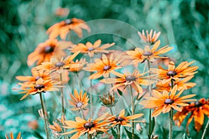 Vintage blossoming Rudbeckia hirta (Black-eyed Susan) flowers