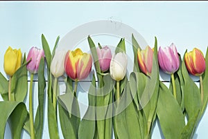 Vintage blue green wooden background with red, pink, white and yellow tulips flowers with empty copy space