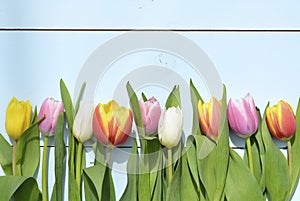 Vintage blue green wooden background with red, pink, white and yellow tulips flowers with empty copy space