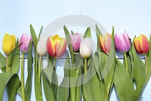 Vintage blue green wooden background with red, pink, white and yellow tulips flowers with empty copy space