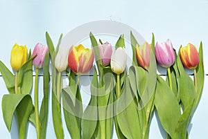 Vintage blue green wooden background with red, pink, white and yellow tulips flowers with empty copy space