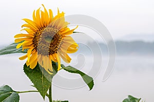Vintage blur of sunflower