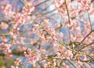 Vintage blurry photo of Abstract nature background with flower