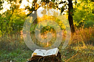 Vintage book of poetry outdoors under a tree