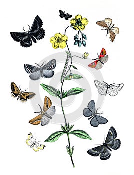 Vintage botanical butterflies. Exotic butterflies. insects for biodiversity. hand drawn engraved nature illustration.
