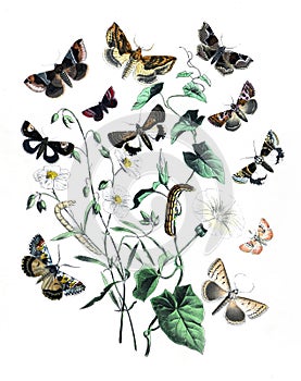 Vintage botanical butterflies. Exotic butterflies. insects for biodiversity. hand drawn engraved nature illustration.
