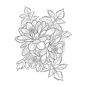 Vintage botanical dahlia flower vector sketch, blossom dahlia black and white illustration