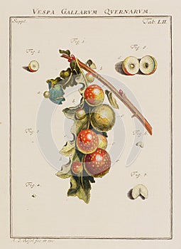 Vintage Botanical illustration