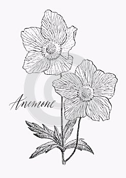 Vintage botanical illustration blossom flower. Anemone.