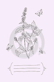 Vintage botanical illustration blossom flower with place for text. Lavender, bee, butterfly. Vector design