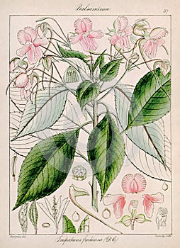 Vintage botanical illustration. Flora from India