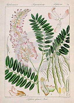 Vintage botanical illustration. Flora from India