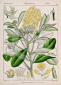 Vintage botanical illustration. Flora from India