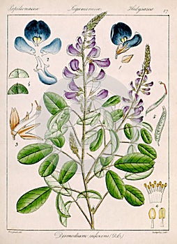 Vintage botanical illustration. Flora from India