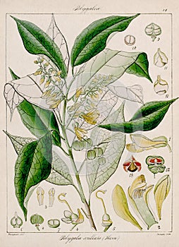 Vintage botanical illustration. Flora from India