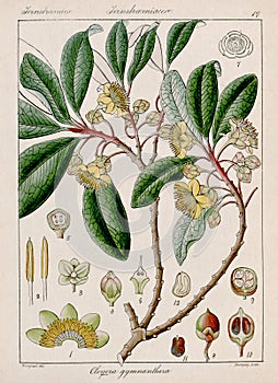 Vintage botanical illustration. Flora from India