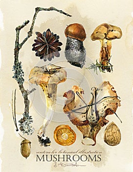 Vintage botanical poster. hand drawn watercolor floral art print with mushrooms.