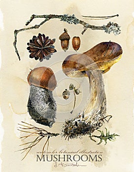 Vintage botanical poster. hand drawn watercolor floral art print with mushrooms. photo