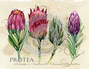 Vintage botanical poster. hand drawn watercolor floral art print with protea flowers.